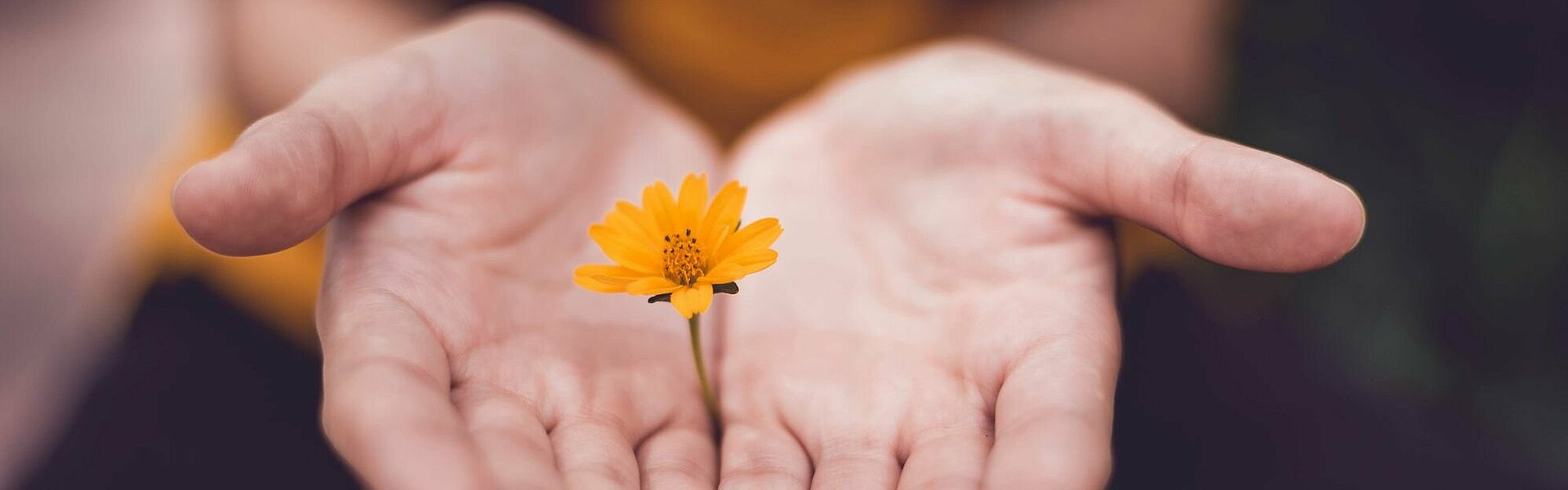 Hände halten eine Blume | Symbolbild für unsere Verantwortung gegenüber der Umwelt || Foto von Lina Trochez auf unsplash.com